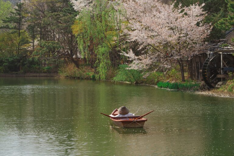 A peaceful spring scene with a man rowing a boat on a serene lake surrounded by cherry blossoms.